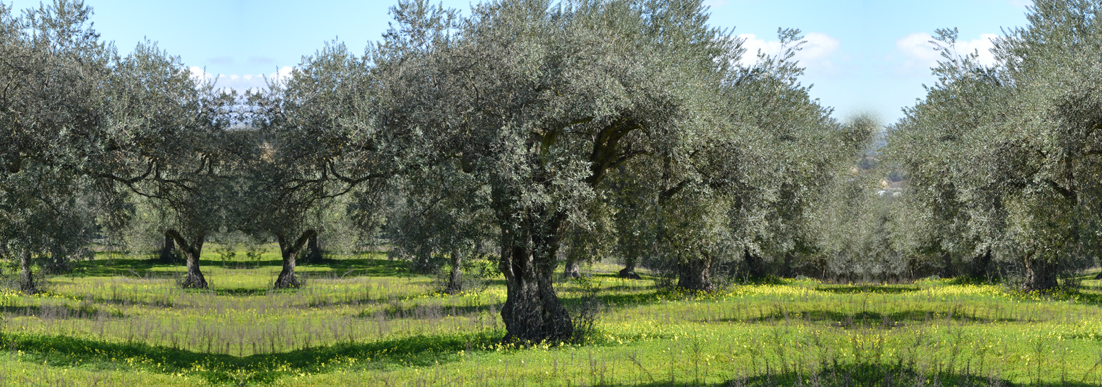 agriturismo terre di senia